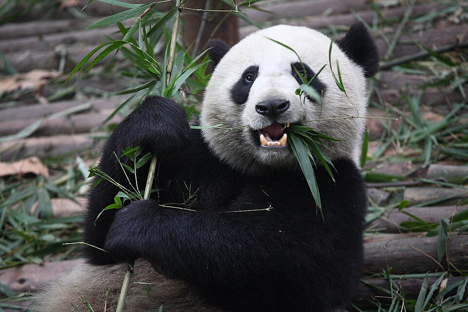 Diplomacia panda: dos osos de China llegaron a un zoológico de Atlanta con una misión de conservación